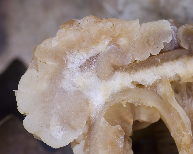 Syzygospora mycetophila